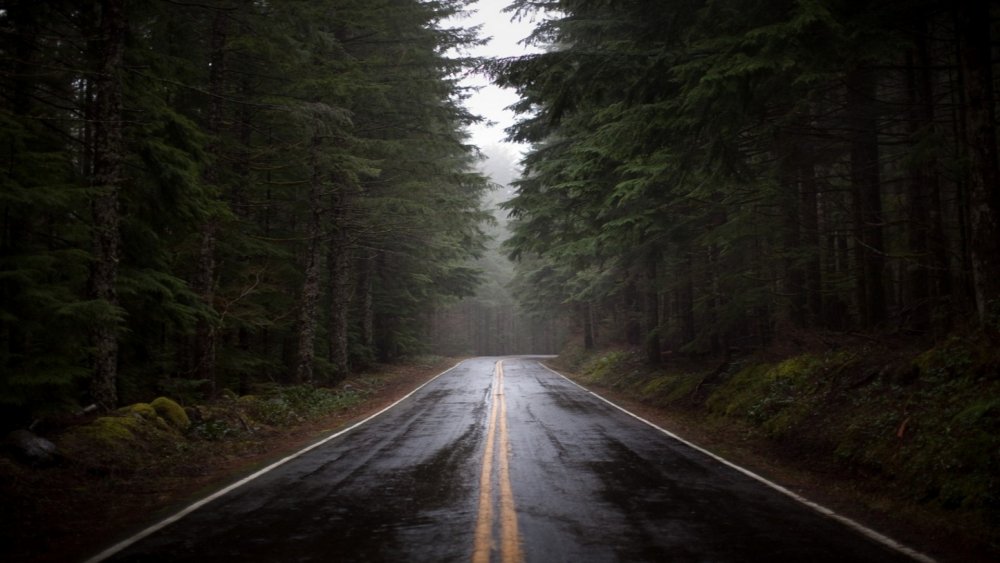 road_fog_nature_trees_91499_1920x1080.jpg