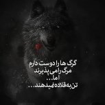 wolf ..